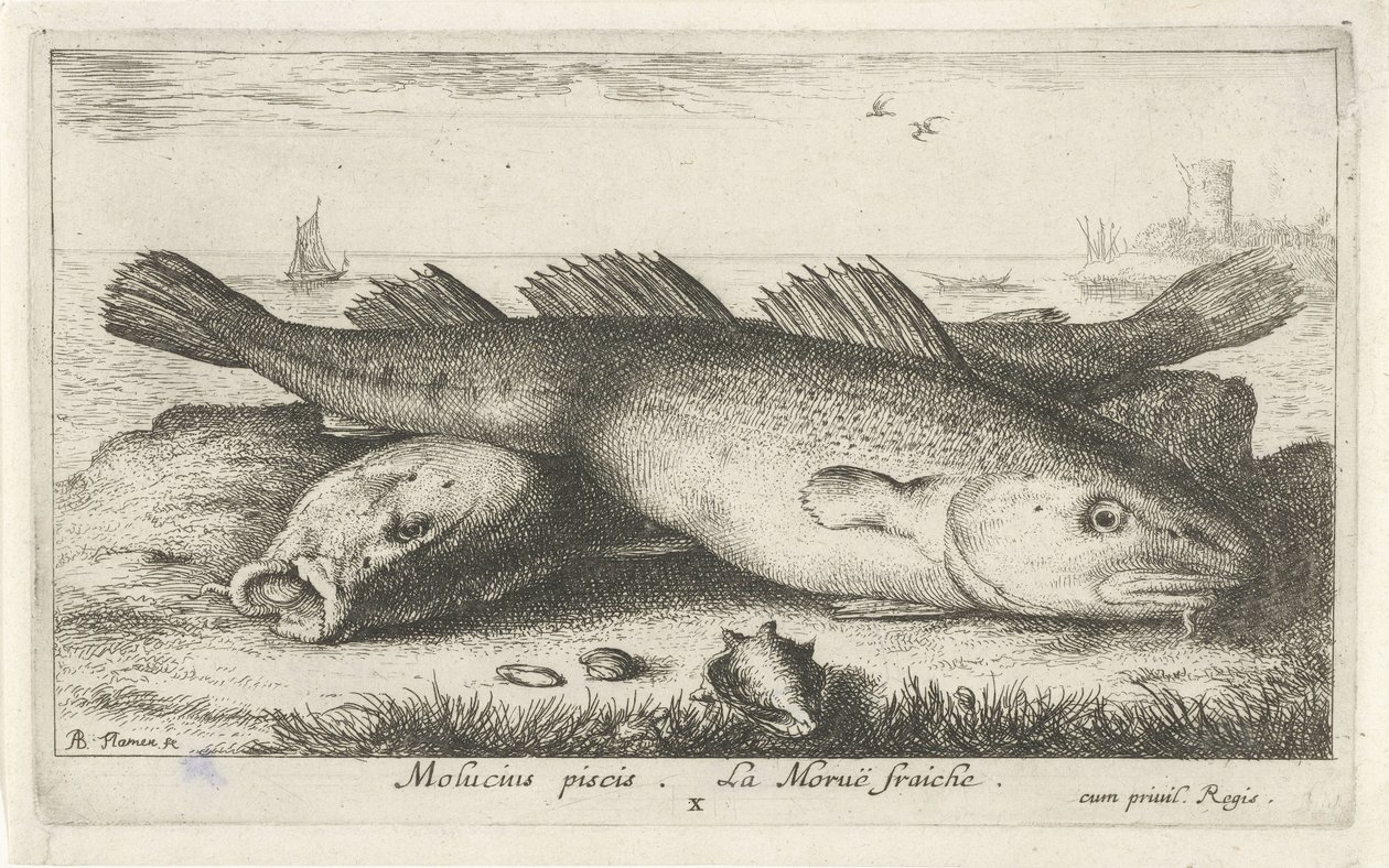 Twee kabeljouwen op het strand door Albert Flamen