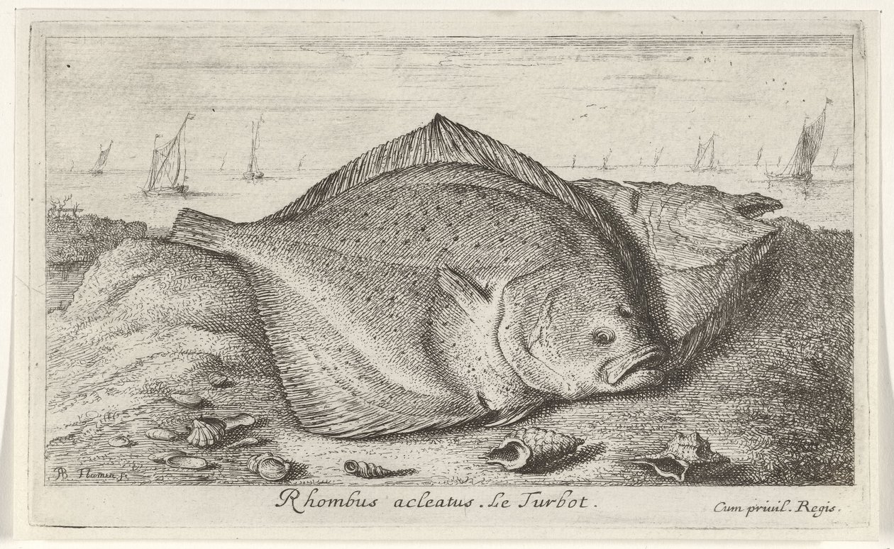 Twee tarbotten op het strand door Albert Flamen