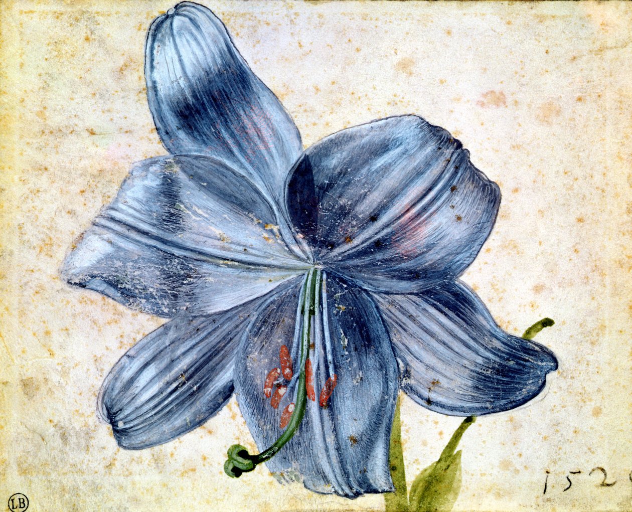 Studie van een lelie, 1526 door Albrecht Dürer