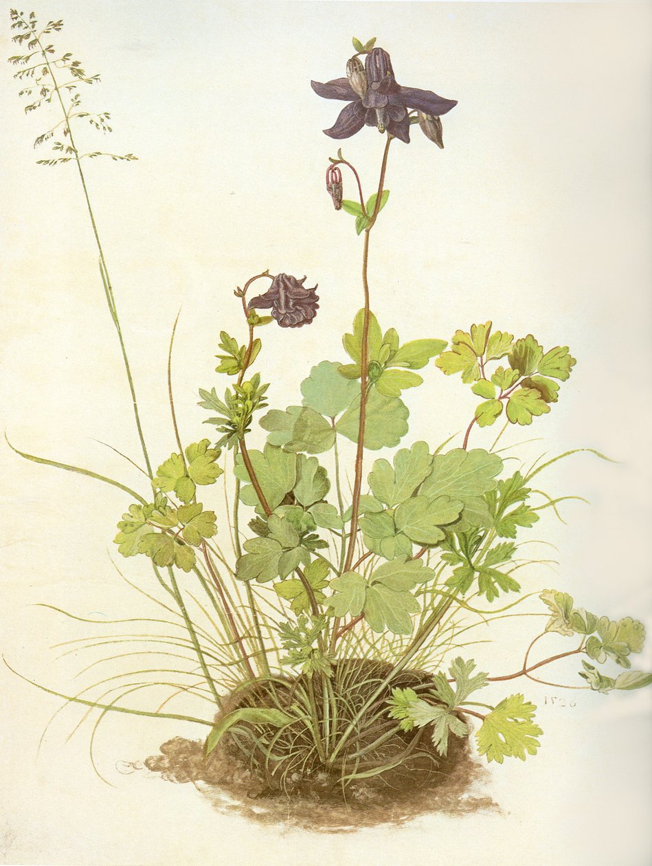 Albrecht D Columbine door Albrecht Dürer