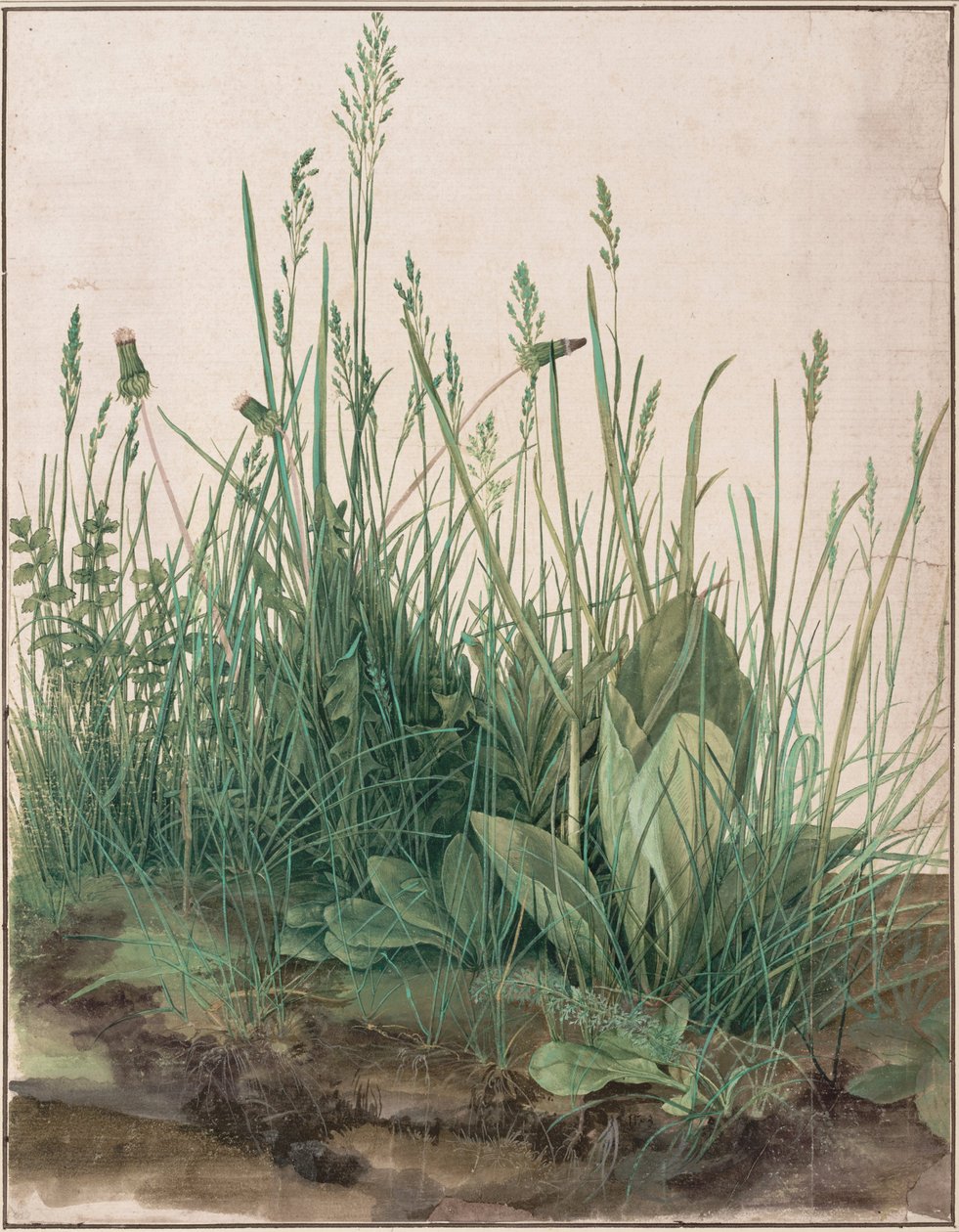 Das große Rasenstück door Albrecht Dürer