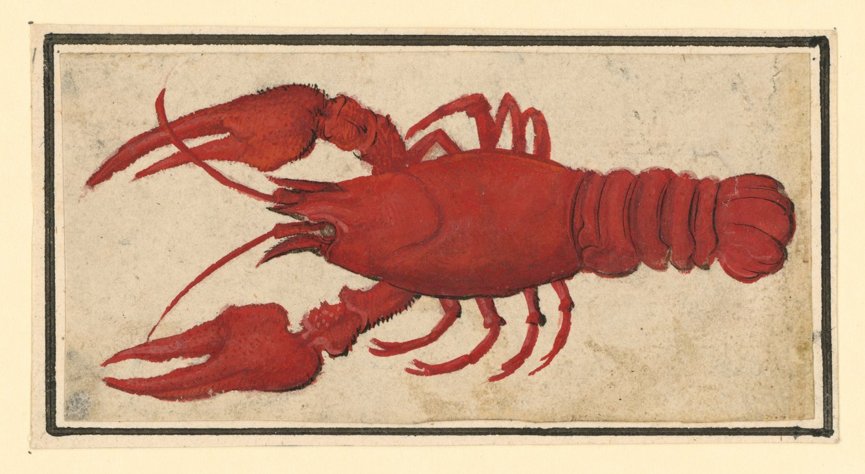 Gekookte rivierkreeft, naar links door Albrecht Dürer