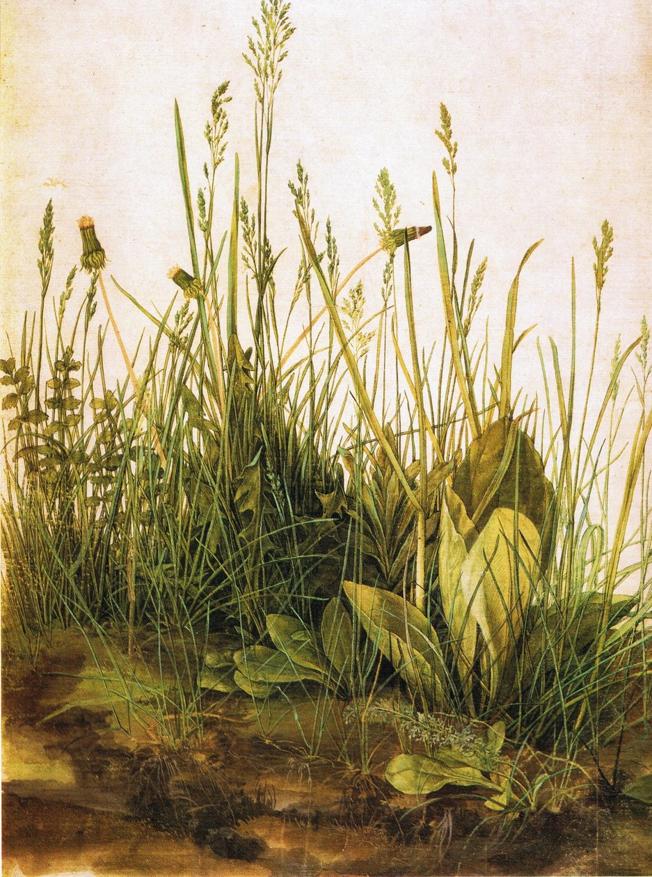 Duits: Das große Rasenstück Het grote stuk gras door Albrecht Dürer