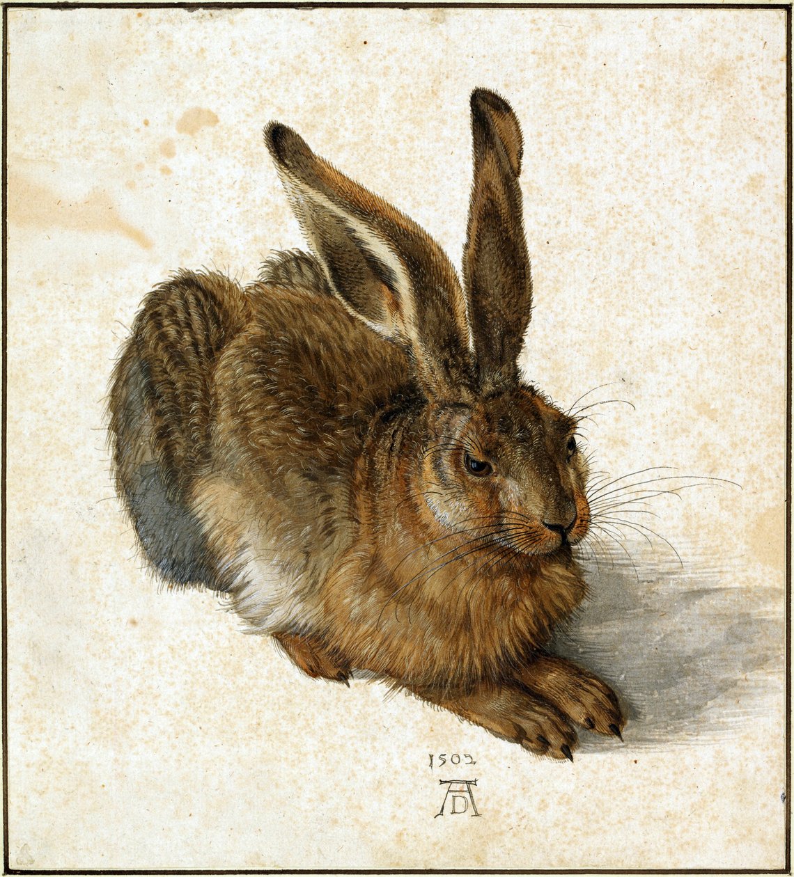 Duits: Feldhase Jonge Haas door Albrecht Dürer