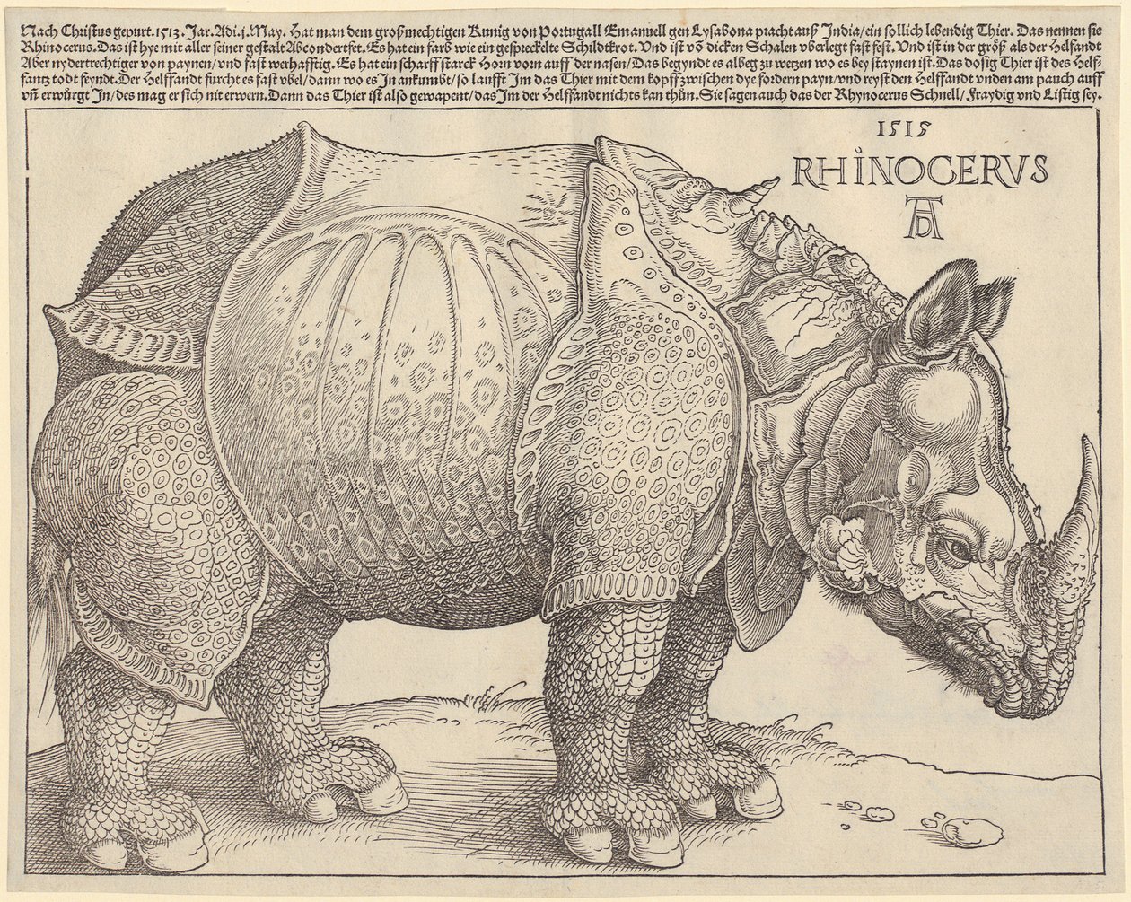 Neushoorn door Albrecht Dürer