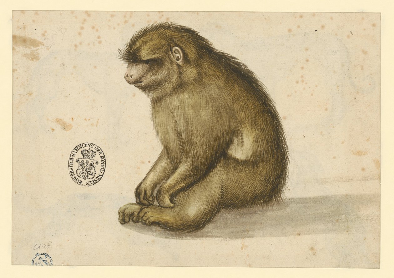 Zittende aap door Albrecht Dürer