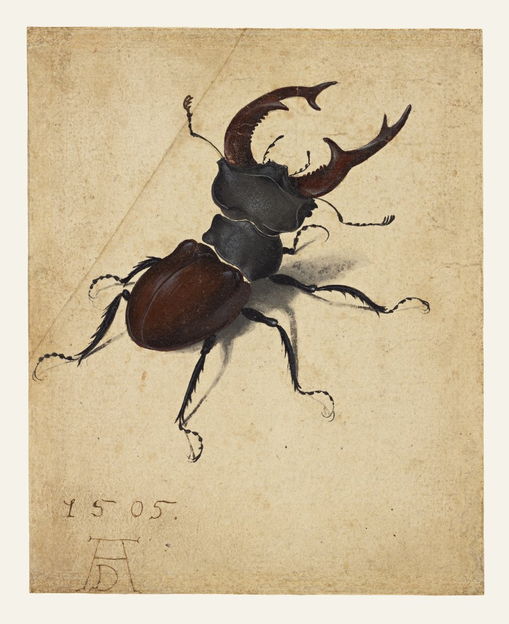 Hertkever door Albrecht Dürer