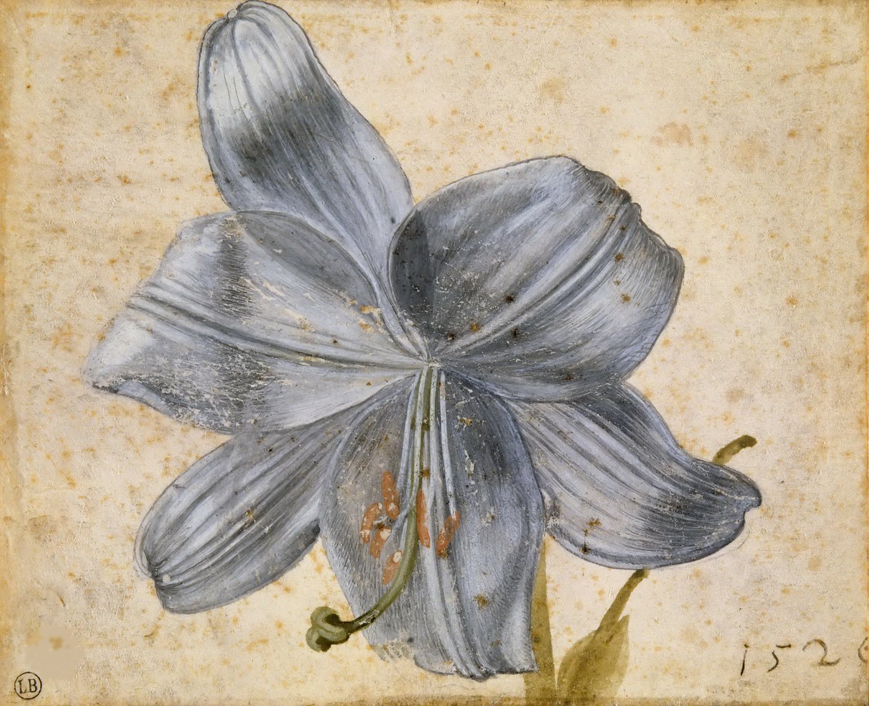 Studie van een lelie, 1526 door Albrecht Dürer