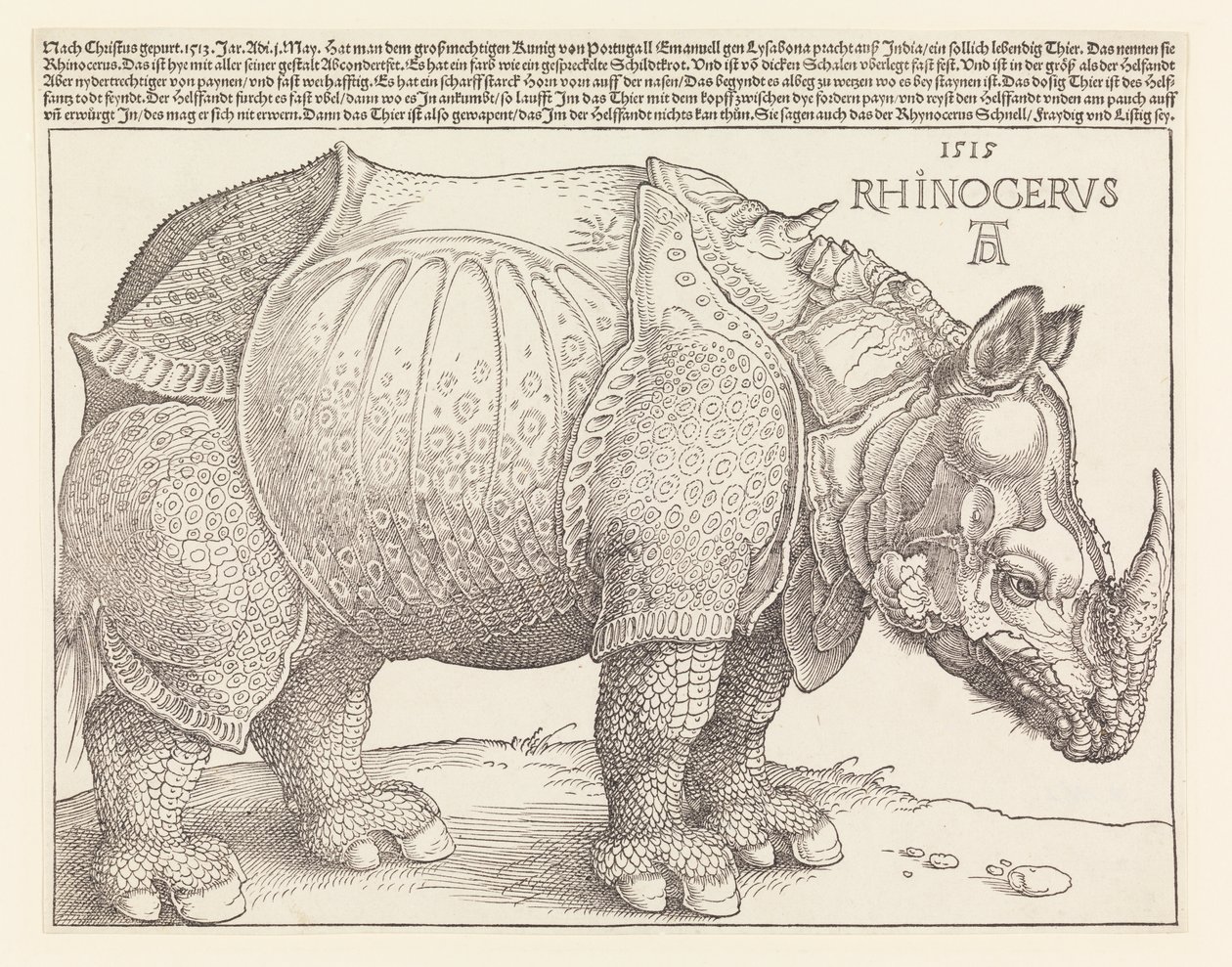 De neushoorn door Albrecht Dürer