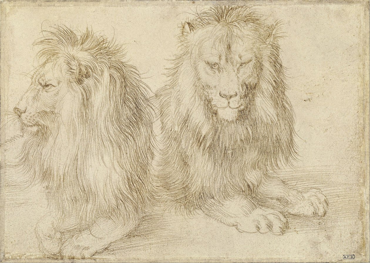 Twee zittende leeuwen door Albrecht Dürer
