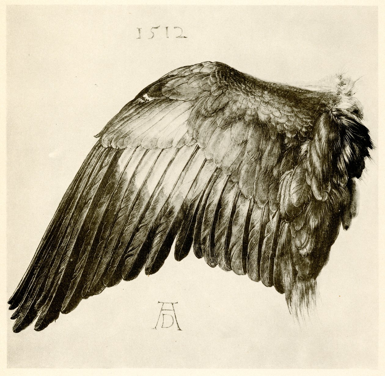 Vleugel van een blauwe scharrelaar door Albrecht Dürer