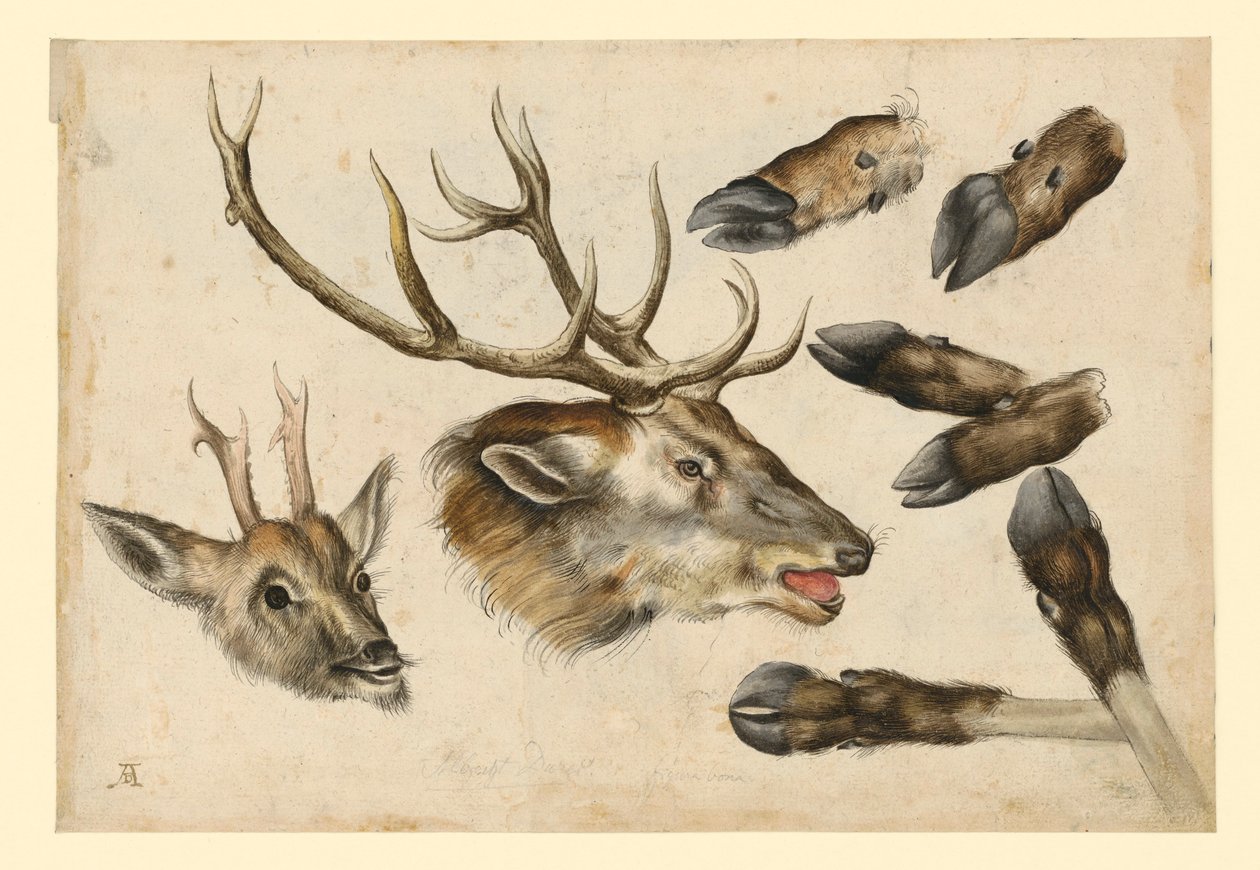 Twee hertenkoppen, naar rechts, en 6 lopen door Albrecht Dürer