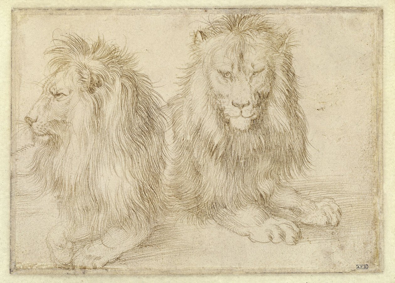Twee liggende leeuwen door Albrecht Dürer