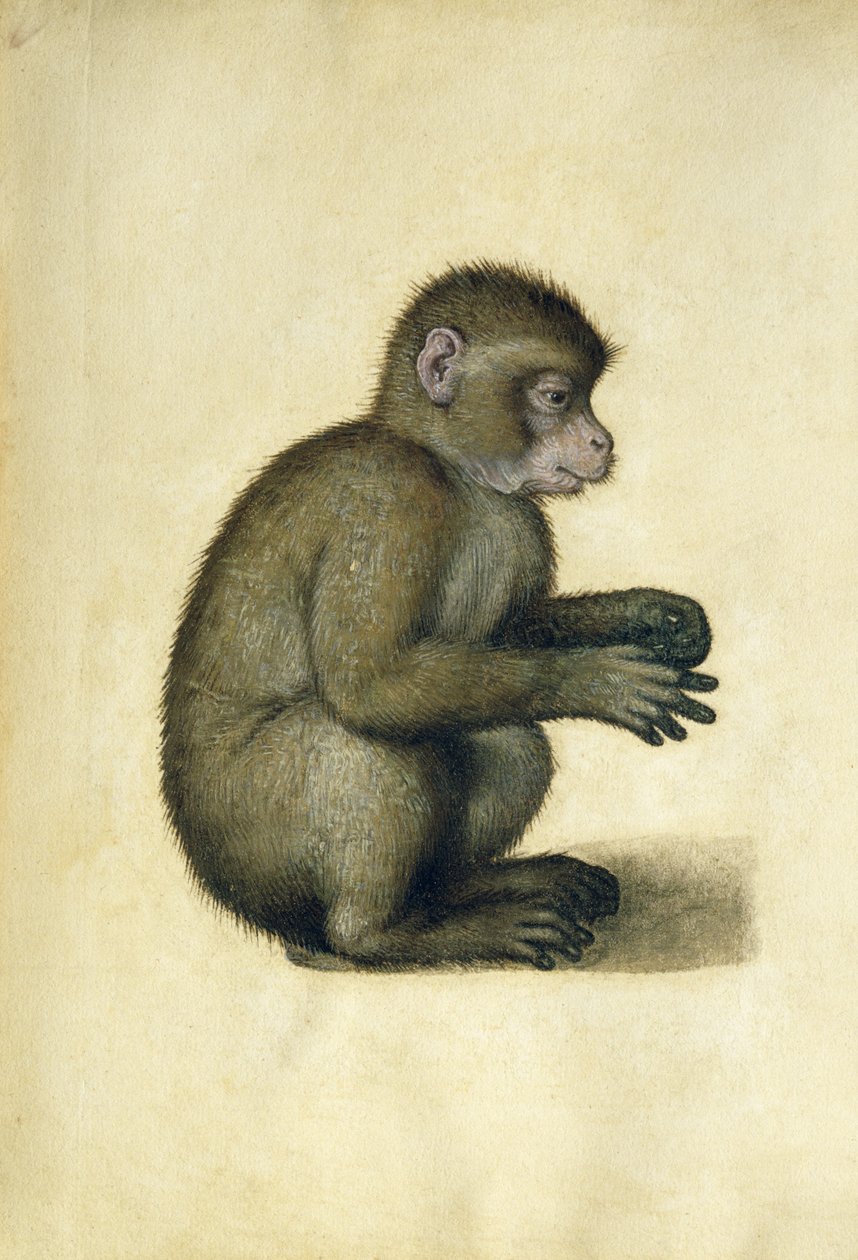 Een aap door Albrecht Dürer