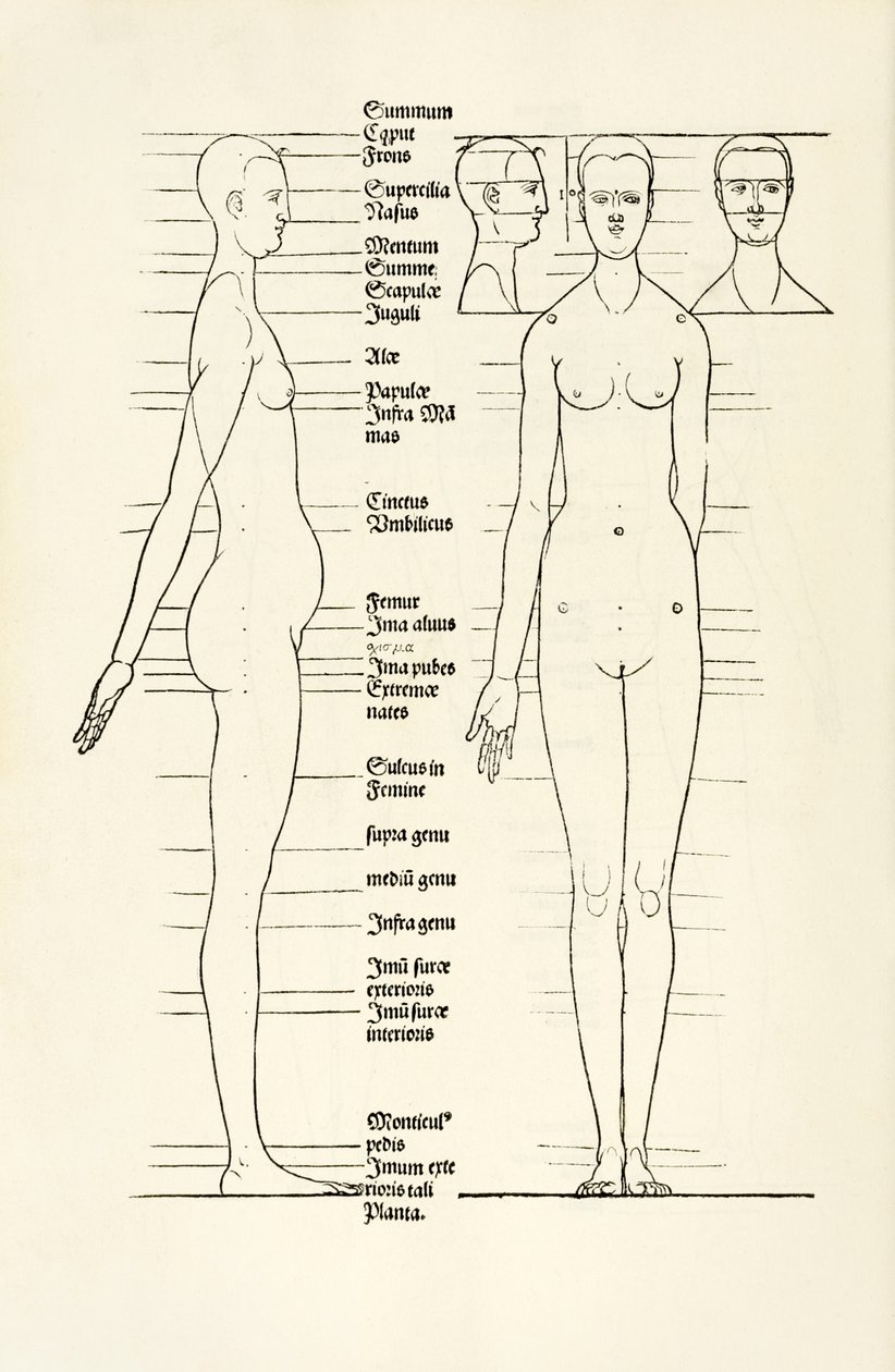 Vrouwelijke anatomische houtsnede uit 
