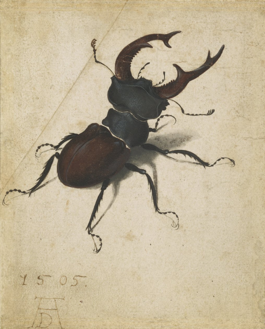 Vliegend hert door Albrecht Dürer