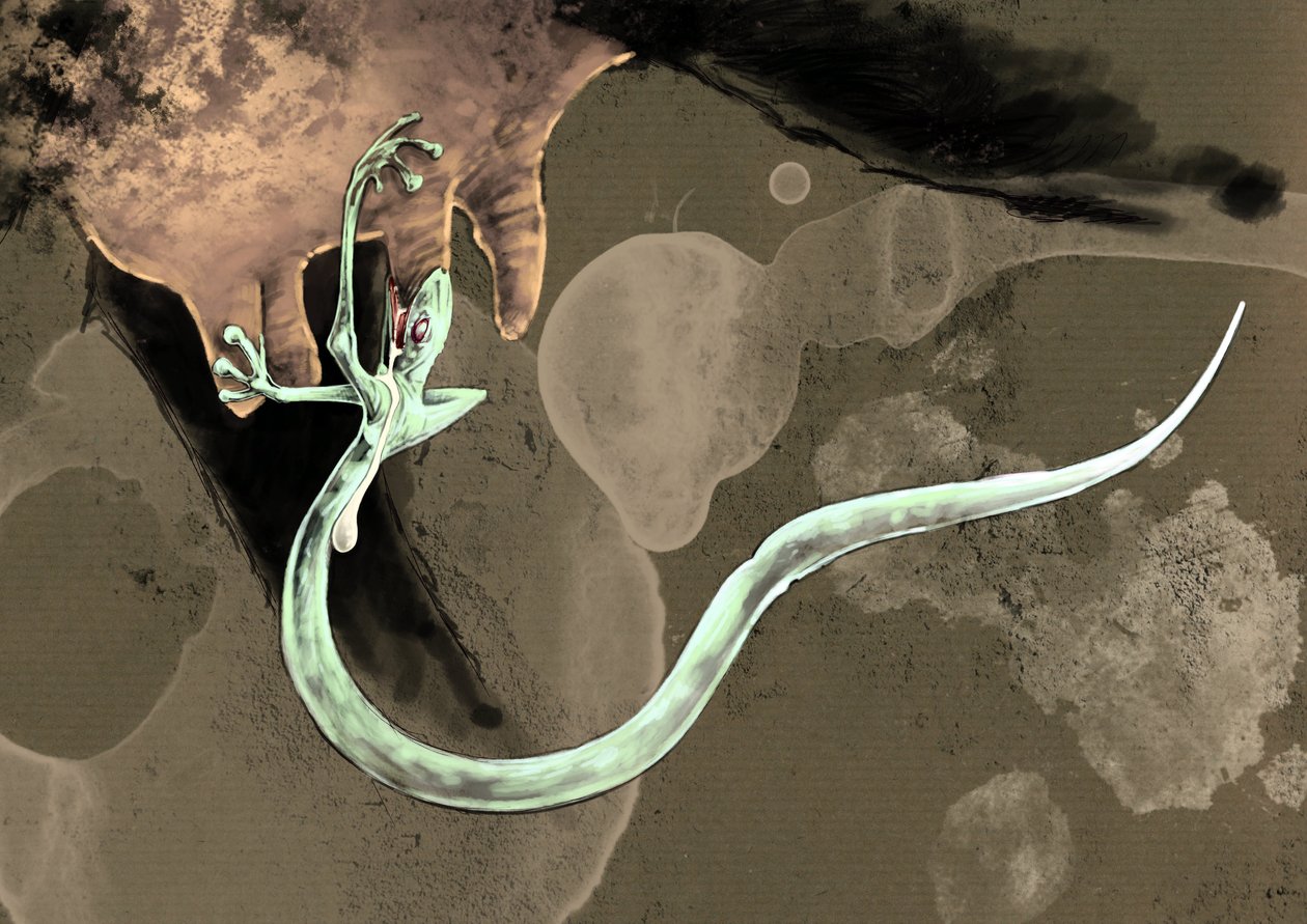 Fantastische monsters en wezens, cryptozoologie: representatie van een Tatzelworm (of worm met poten of arassas) door Alessandro Lonati