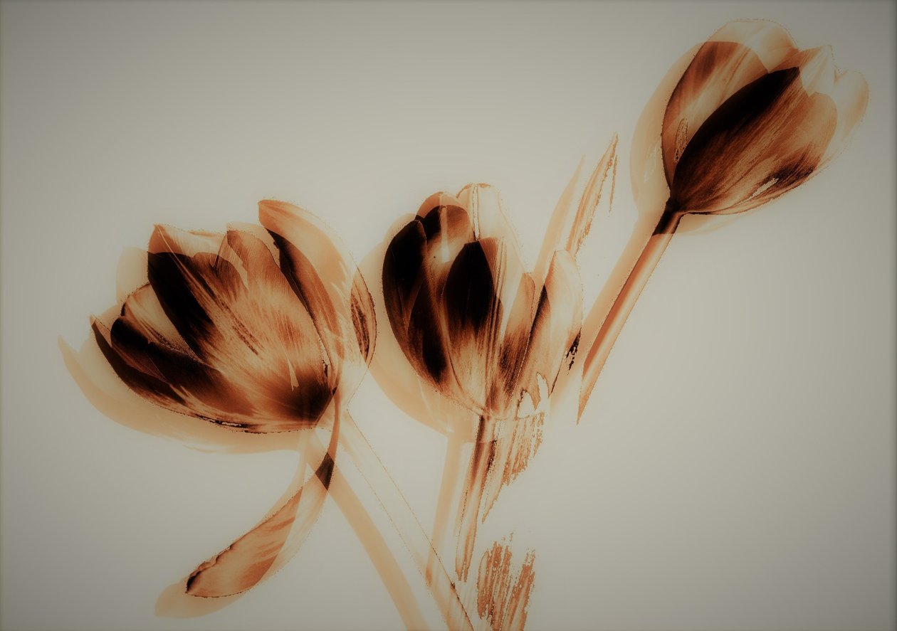 Tulpen door Alex Caminker