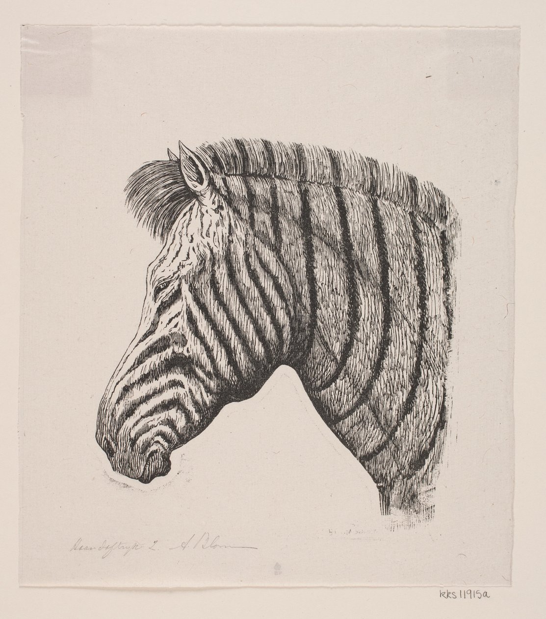 Hoofd van een zebra door Alexander Blom