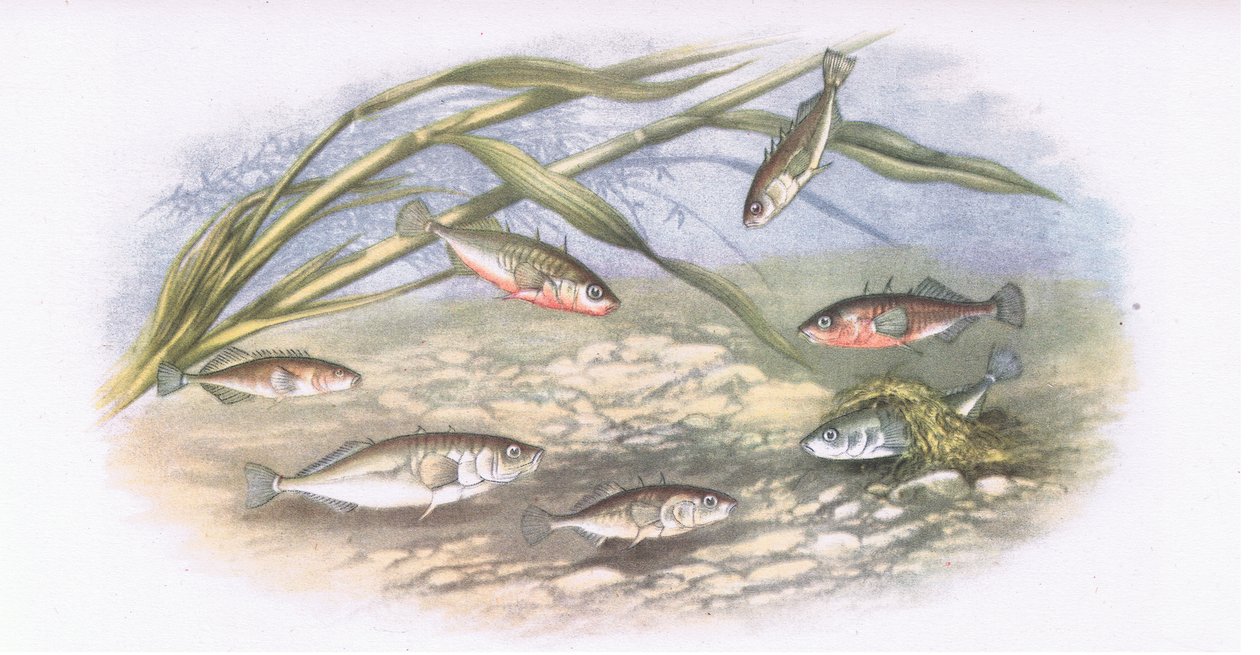 Stekelbaarsjes, Natuur in Groot-Brittannië gepubliceerd door Collins, 1946 door Alexander Francis after Lydon
