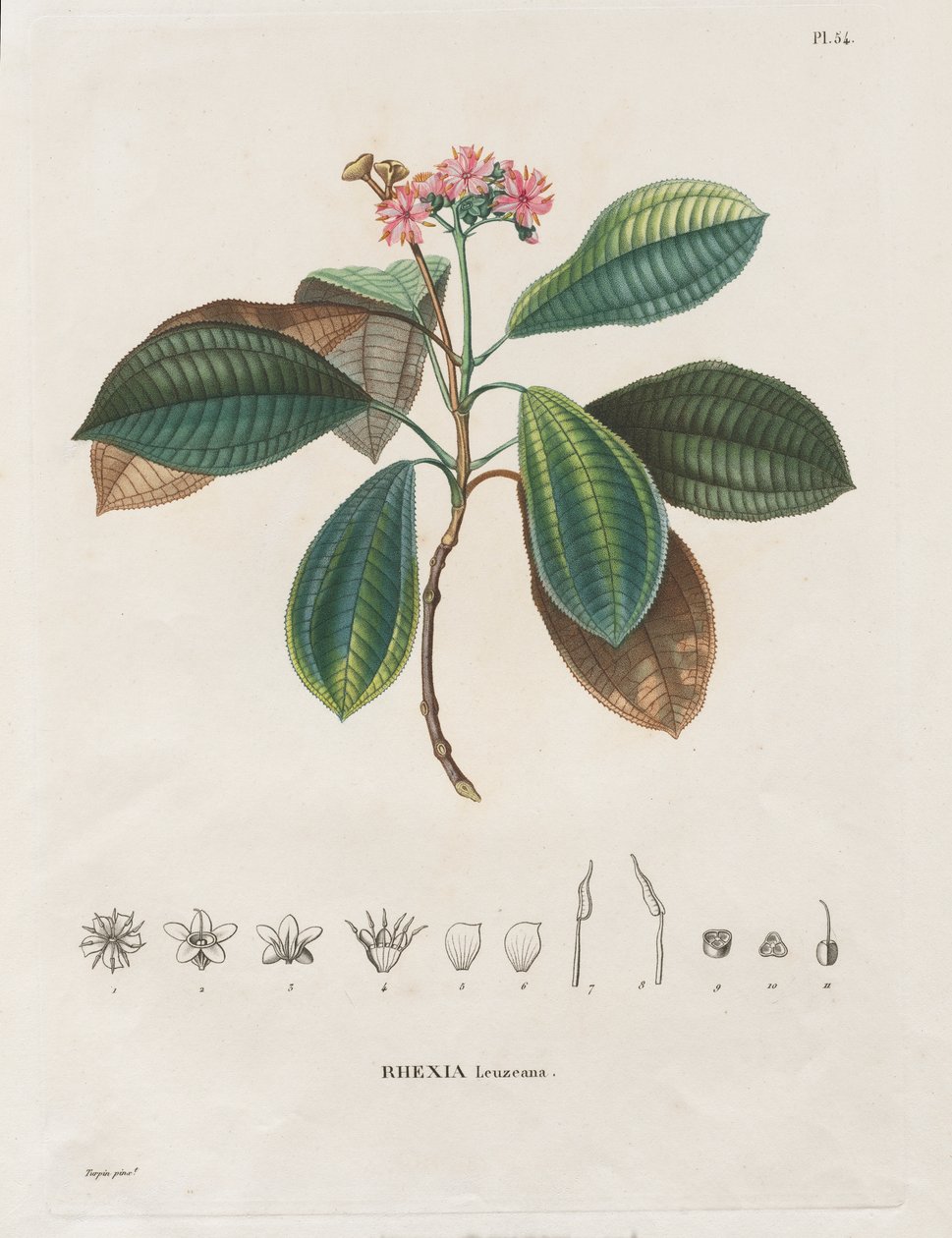 Voyage aux Régions équinoxiales du nouveau continent, fait dans les années 1709 à 1804: Monographie des melastomacées: Nr. 54 door Alexander, Freiherr von Humboldt