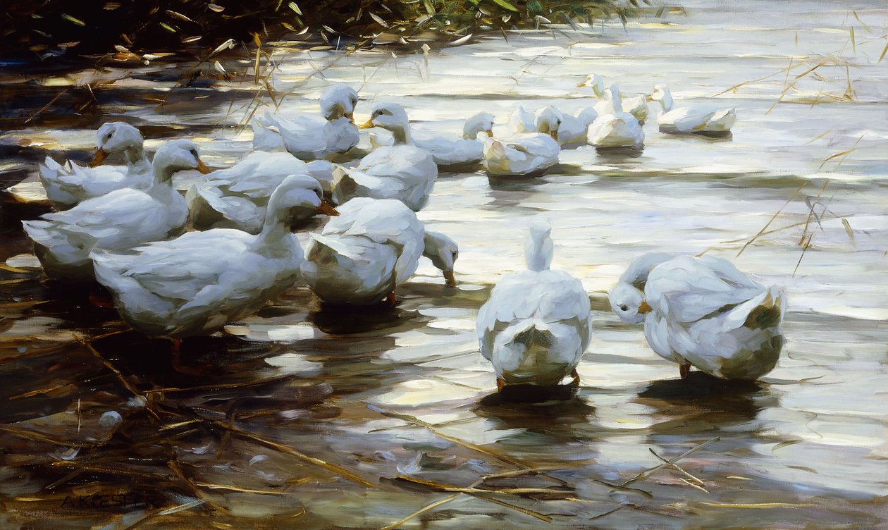 Eenden in ondiep rietwater door Alexander Koester