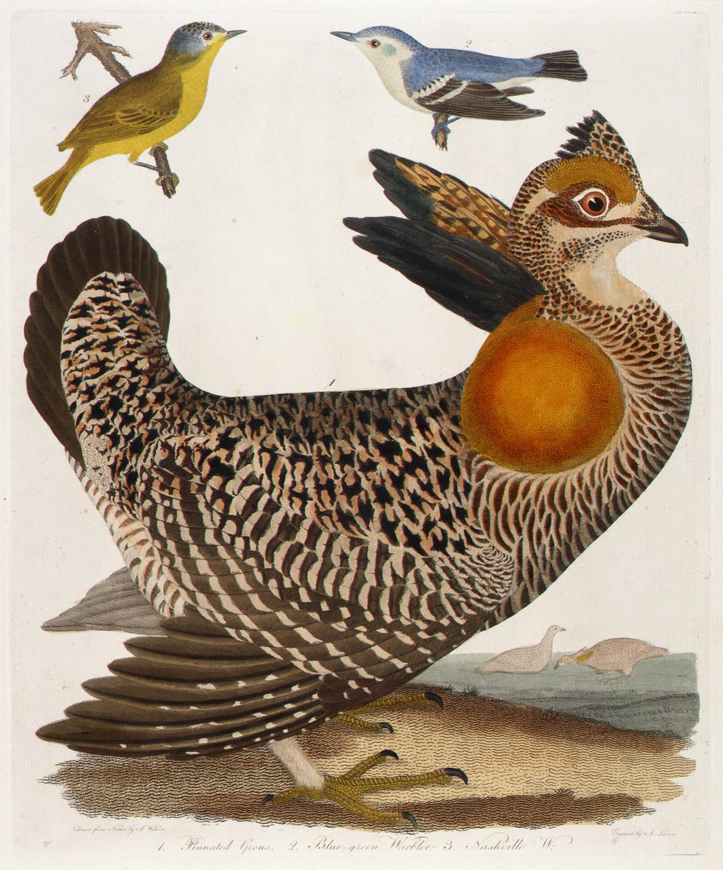 1. Geveerde Grous. 2. Blauwgrasmus. 3. Nashville W., uit het boek, American Ornithology door Alexander Lawson