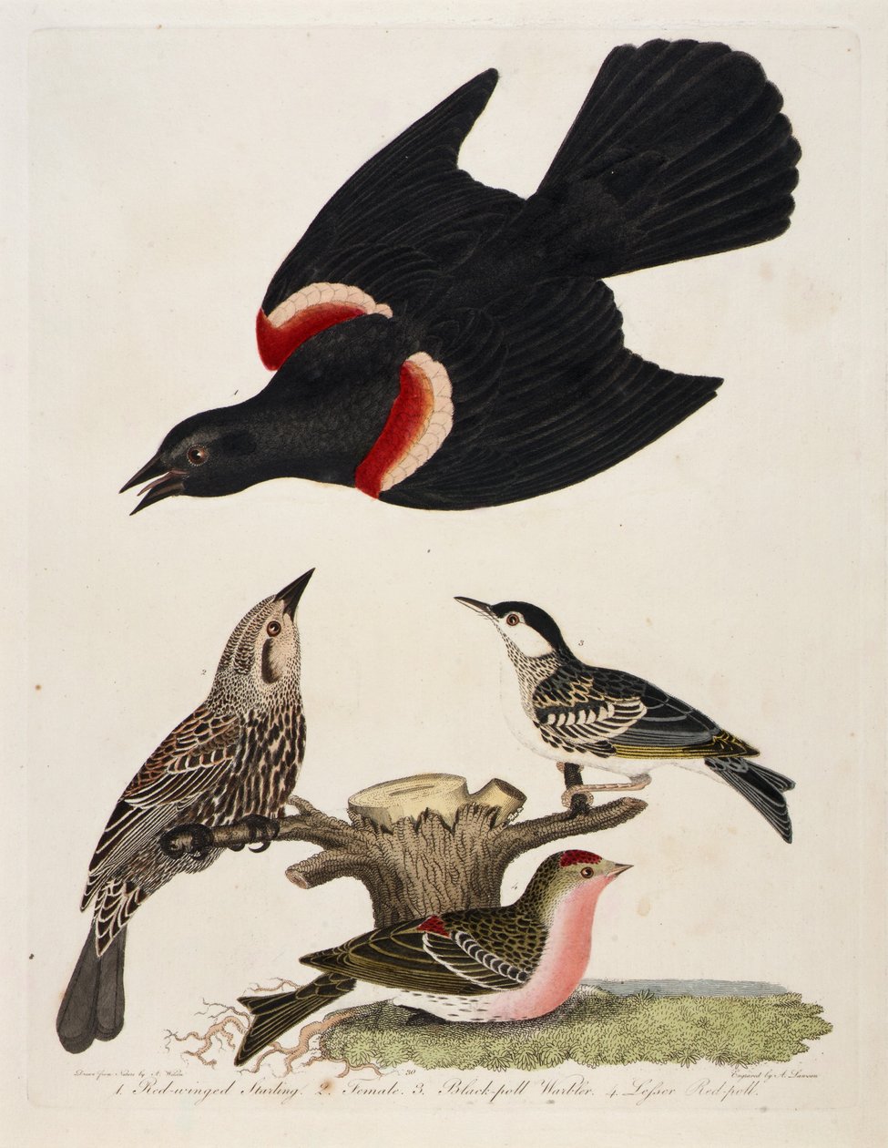 1. Roodvleugelspreeuw. 2. Vrouwtje. 3. Grasmus. 4. Roodpolletje door Alexander Lawson