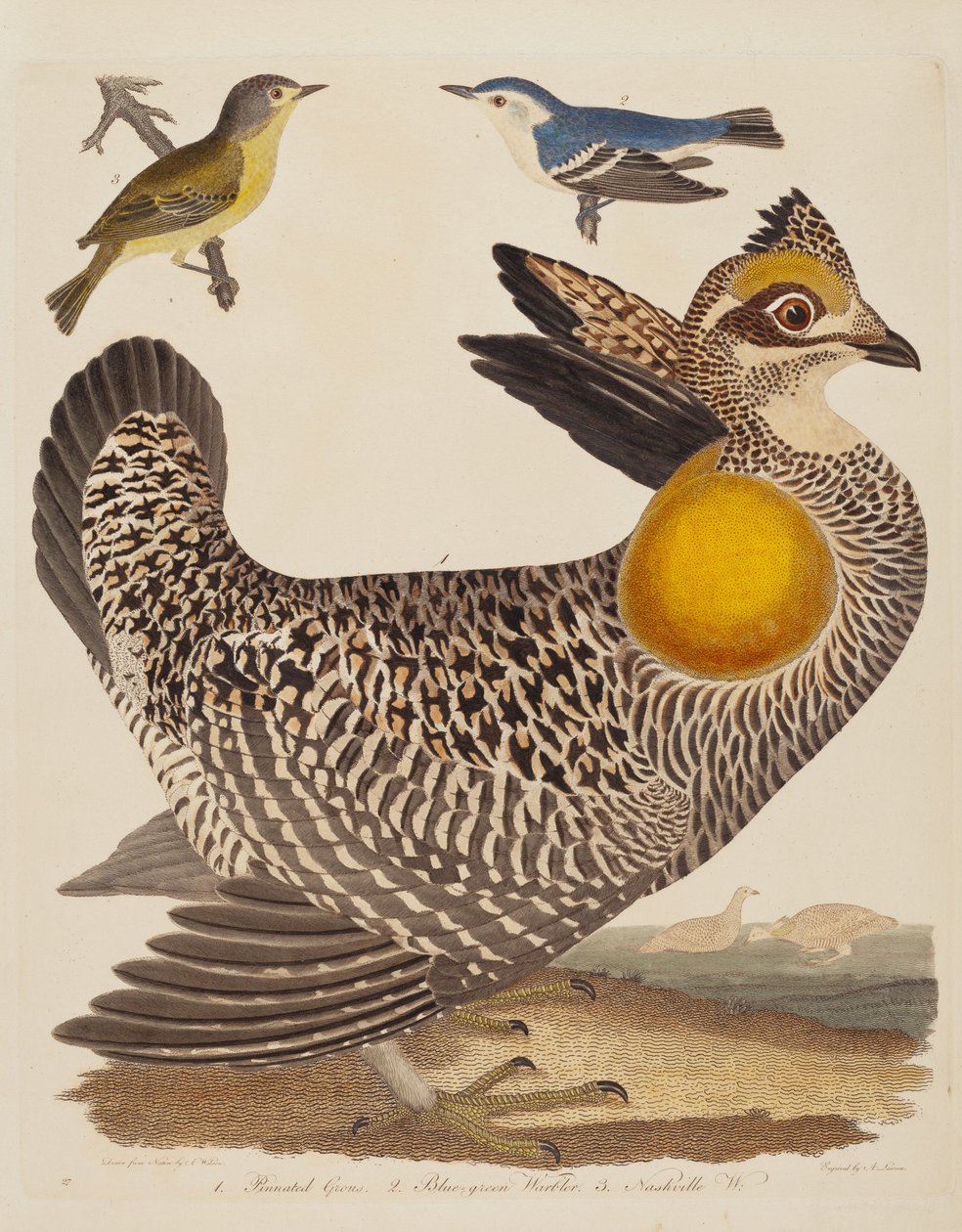 Pinnated Grous, Blauw-groene Zanger en Nashville Zanger, gepubliceerd 1808-1814 door Alexander Lawson
