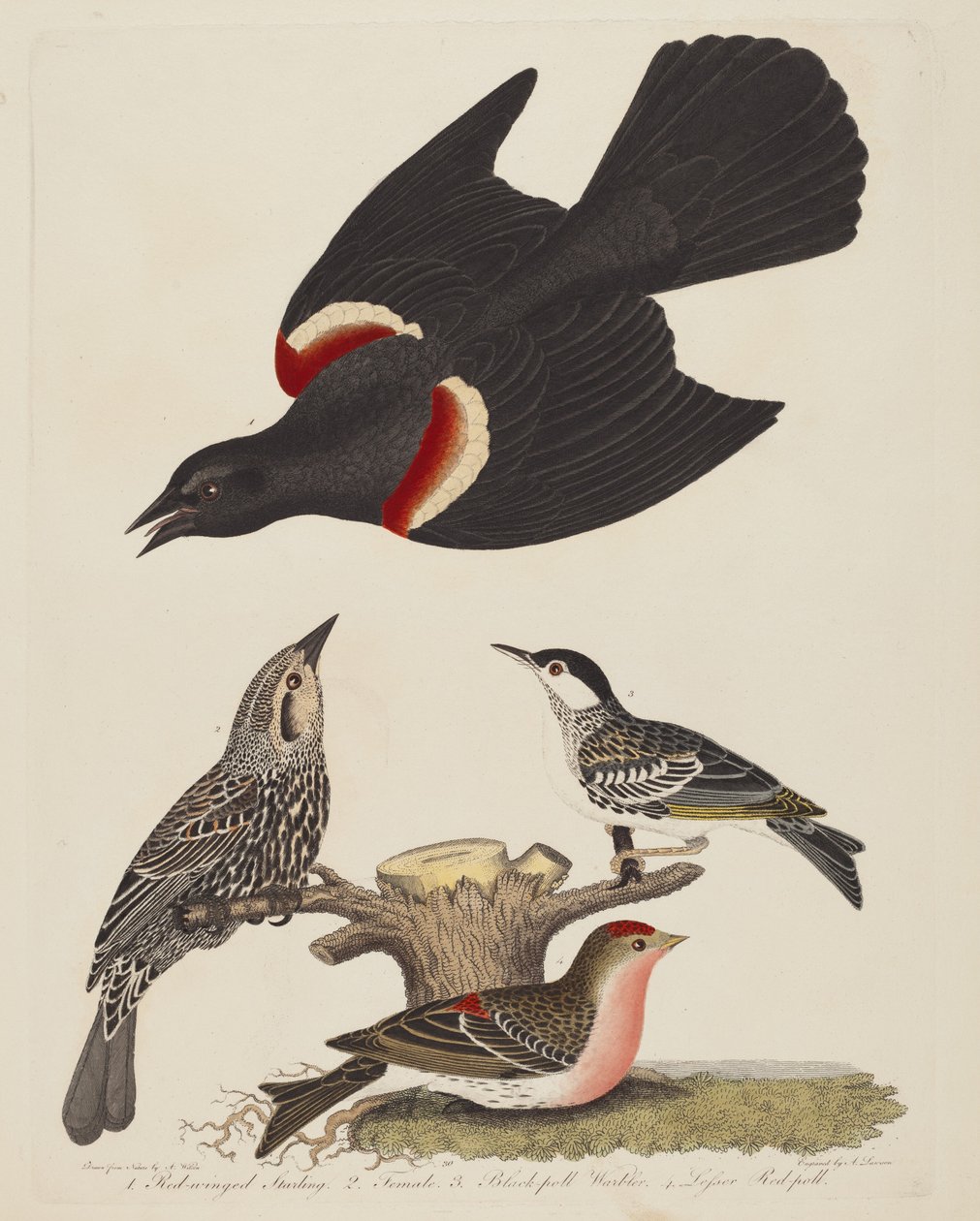 Roodvleugelspreeuw, vrouwelijke roodvleugelspreeuw, zwartkopzanger en kleine..., pub. 1808-1814 door Alexander Lawson
