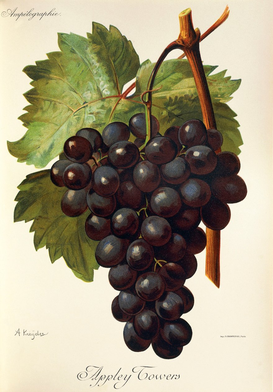 Appley Towers druif. Illustratie door A. Kreyder, Pessione, uit Traite General de Viticulture. Ampelographie door Alexis Kreyder