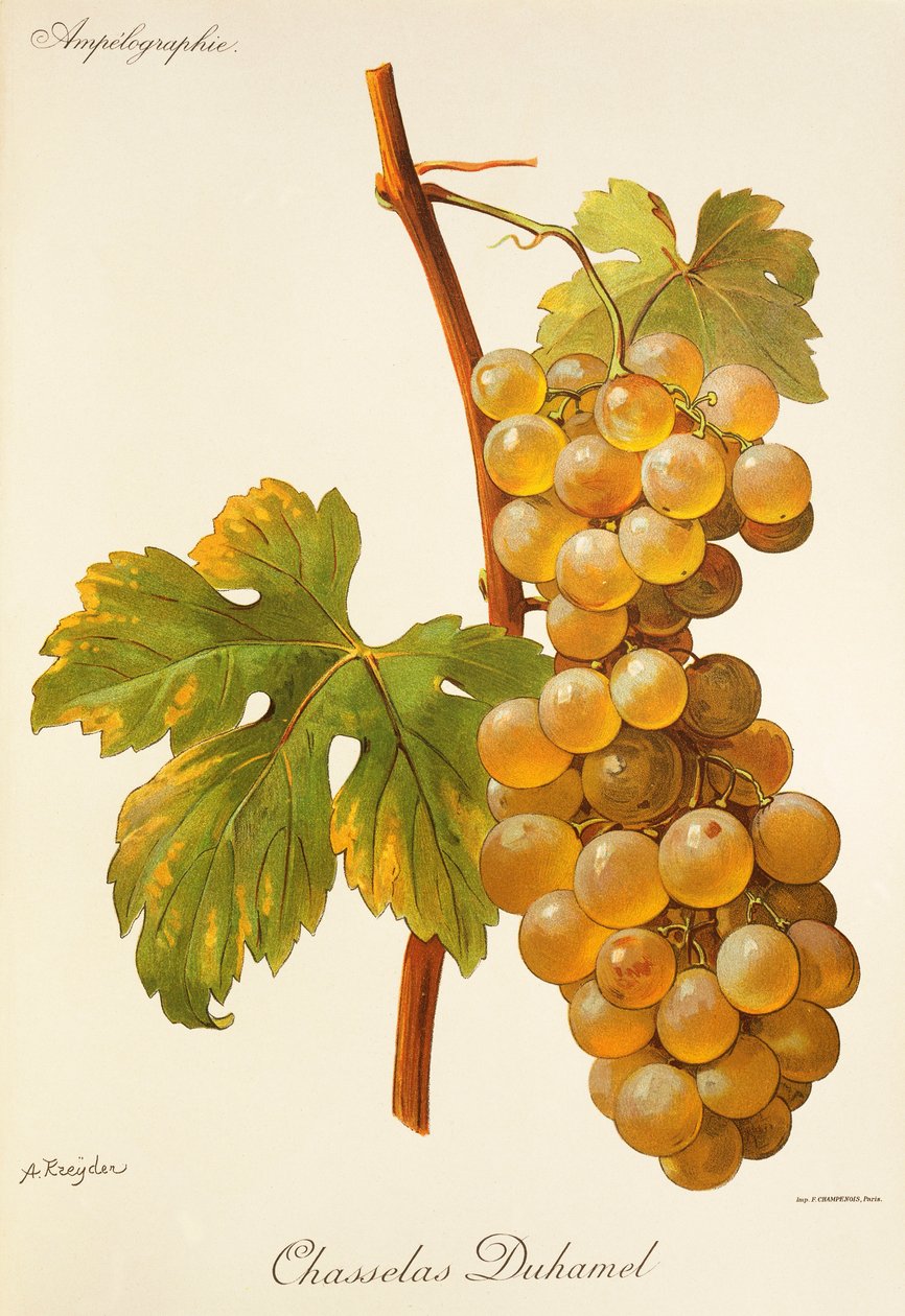 Chasselas Duhamel-druif door Alexis Kreyder