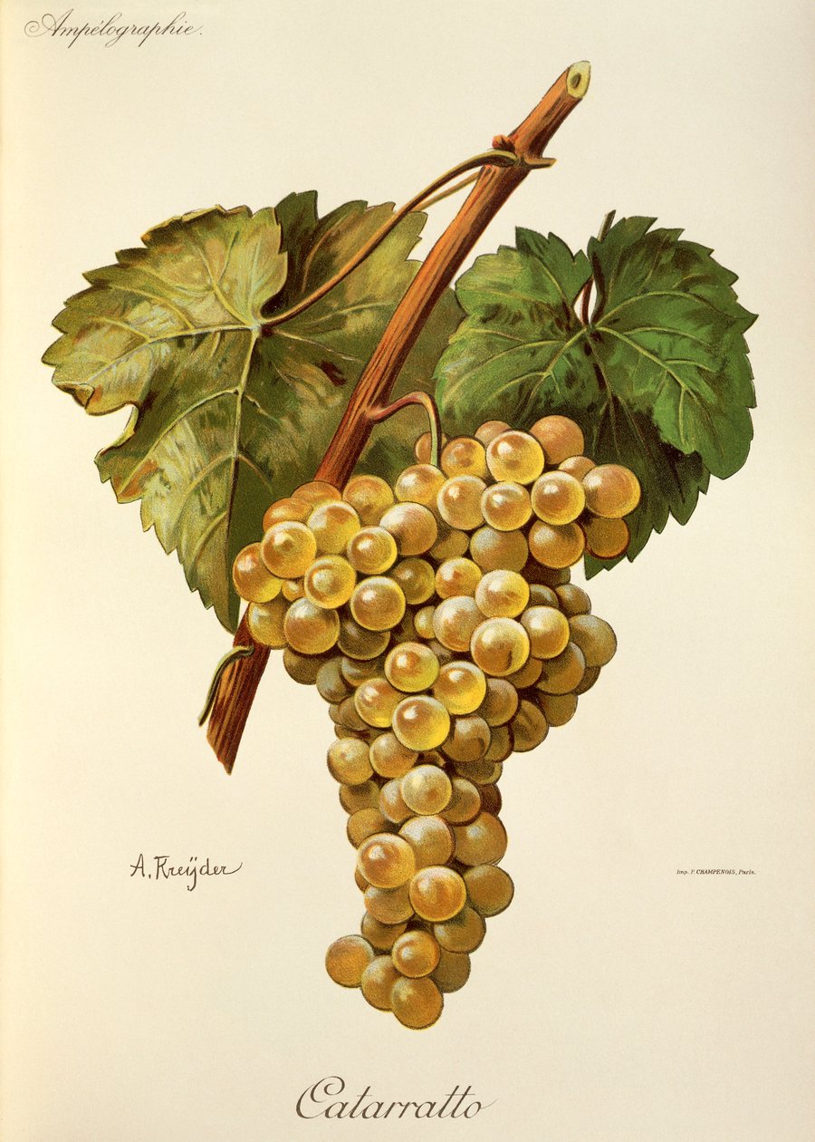 Fiano druif door Alexis Kreyder