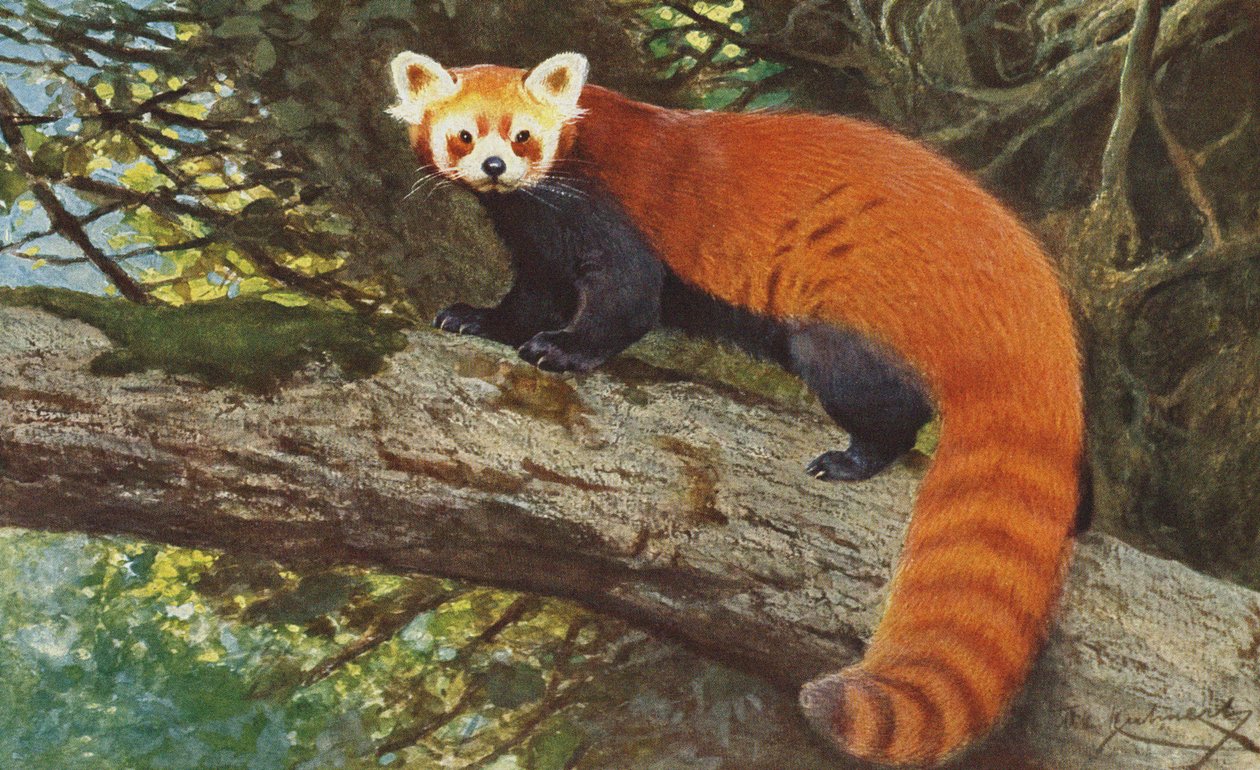 Rode panda c.1900 door Alfred Brehm