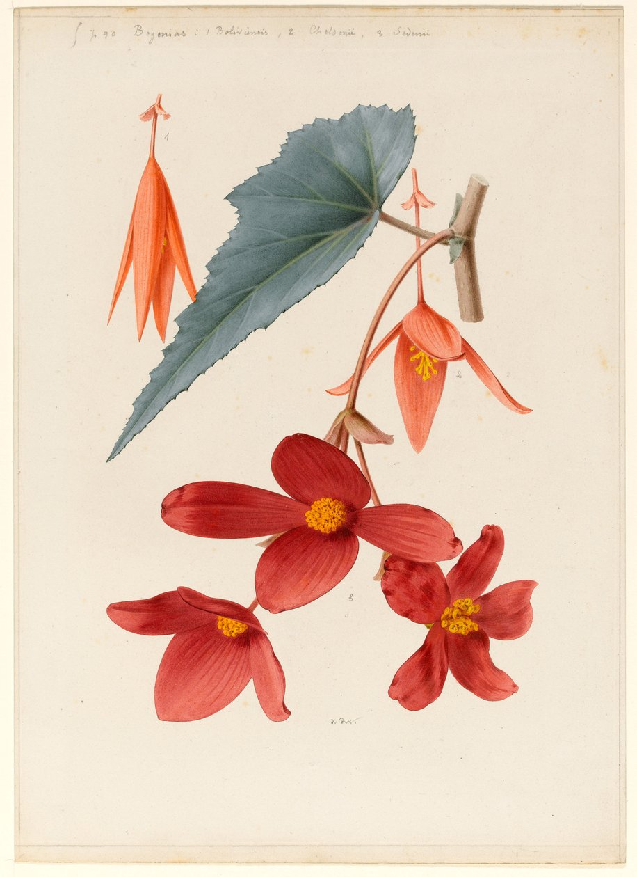 Analytische tekening van een bloem, bladeren en een taksectie door Alfred Riocreux