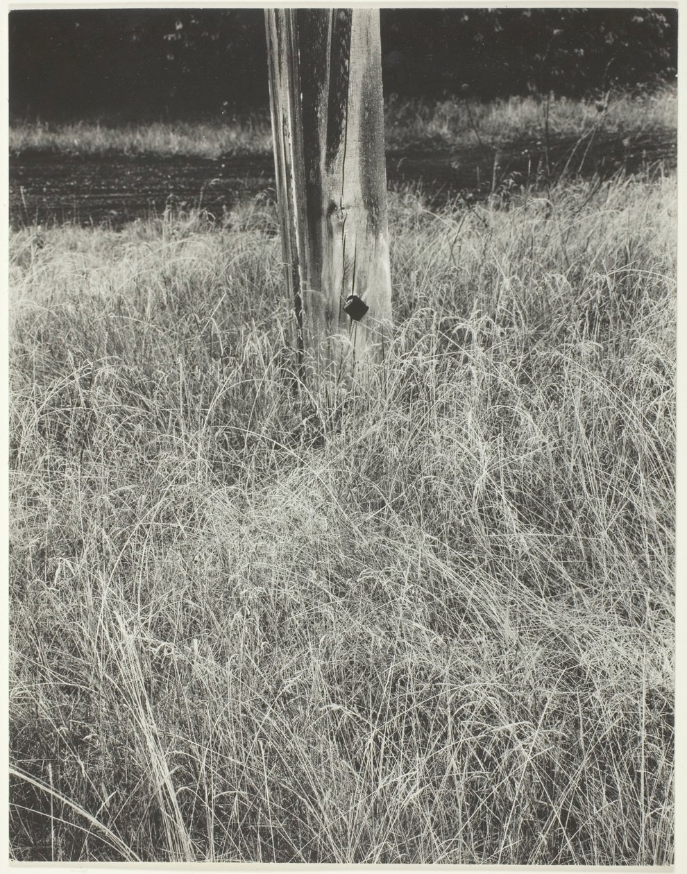Gras en vlaggenstok, 1933 door Alfred Stieglitz