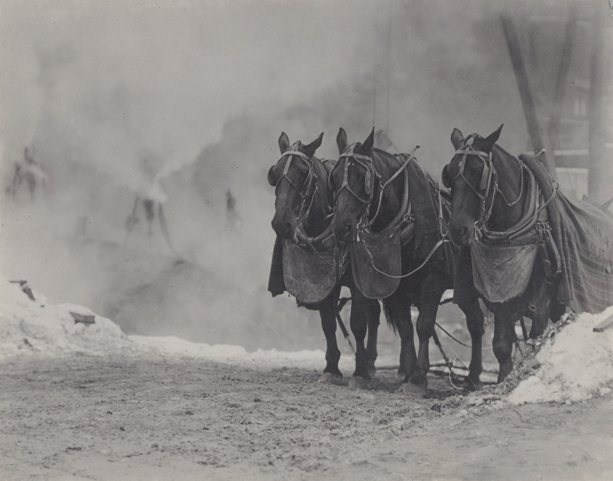 Paarden, New York door Alfred Stieglitz
