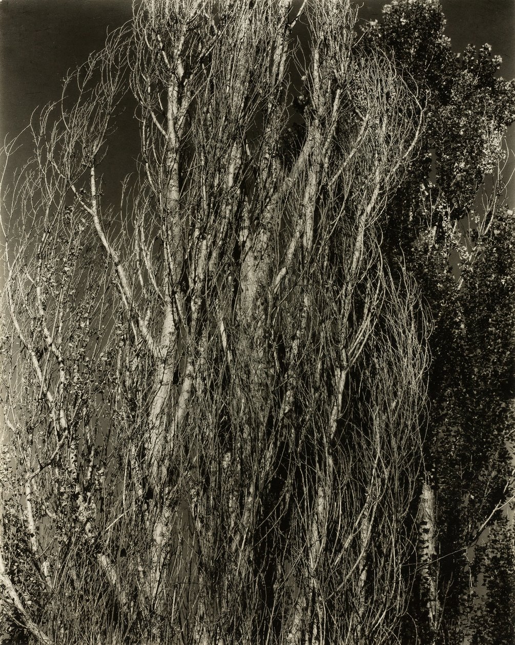 Populieren—Lake George door Alfred Stieglitz