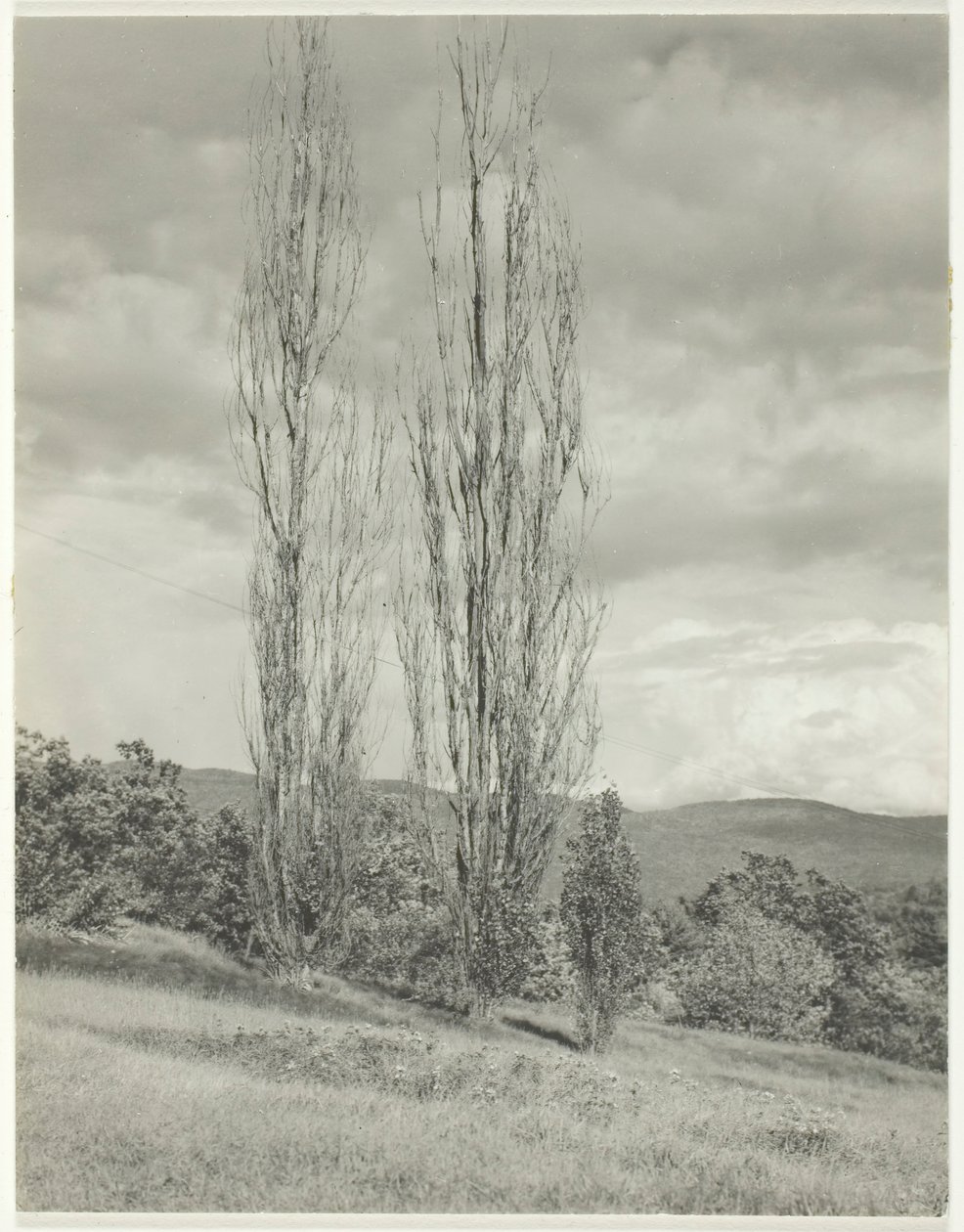 Populieren—Lake George, 1935 door Alfred Stieglitz