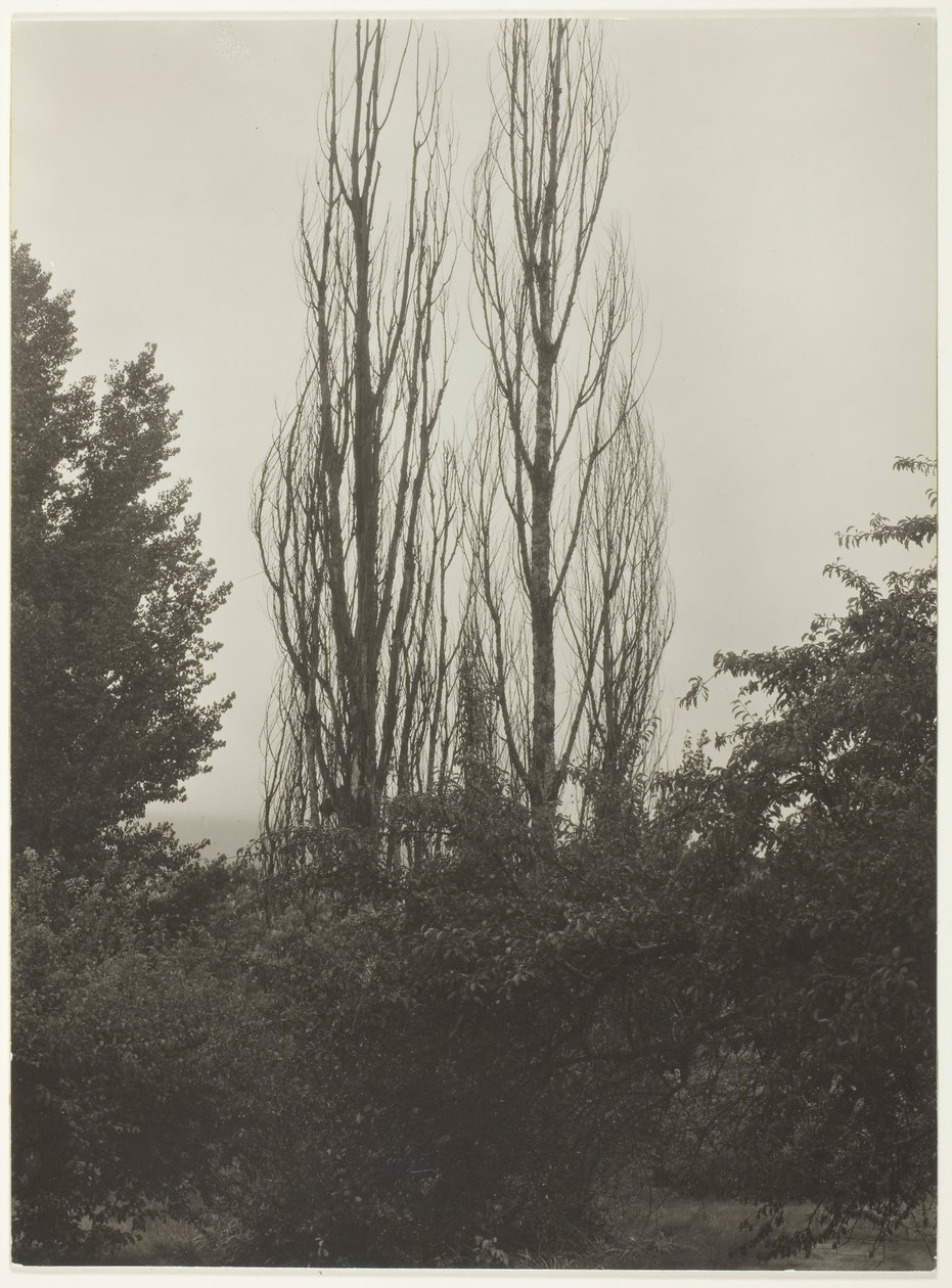Populieren - Lake George door Alfred Stieglitz