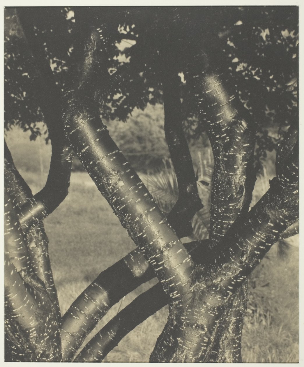 De dansende bomen door Alfred Stieglitz