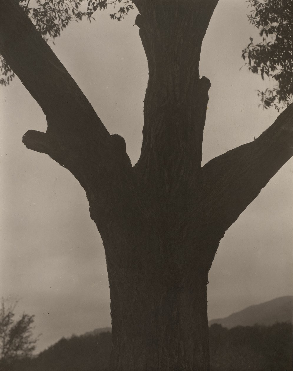 De Stervende Kastanje door Alfred Stieglitz