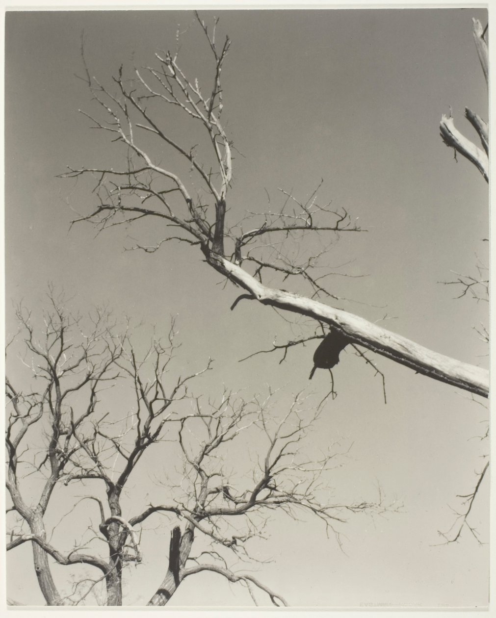 De stervende kastanjeboom - mijn leraar door Alfred Stieglitz