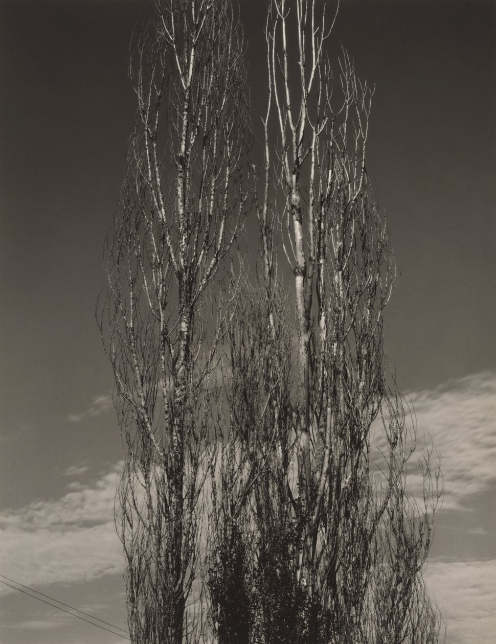 De twee populieren, Lake George door Alfred Stieglitz