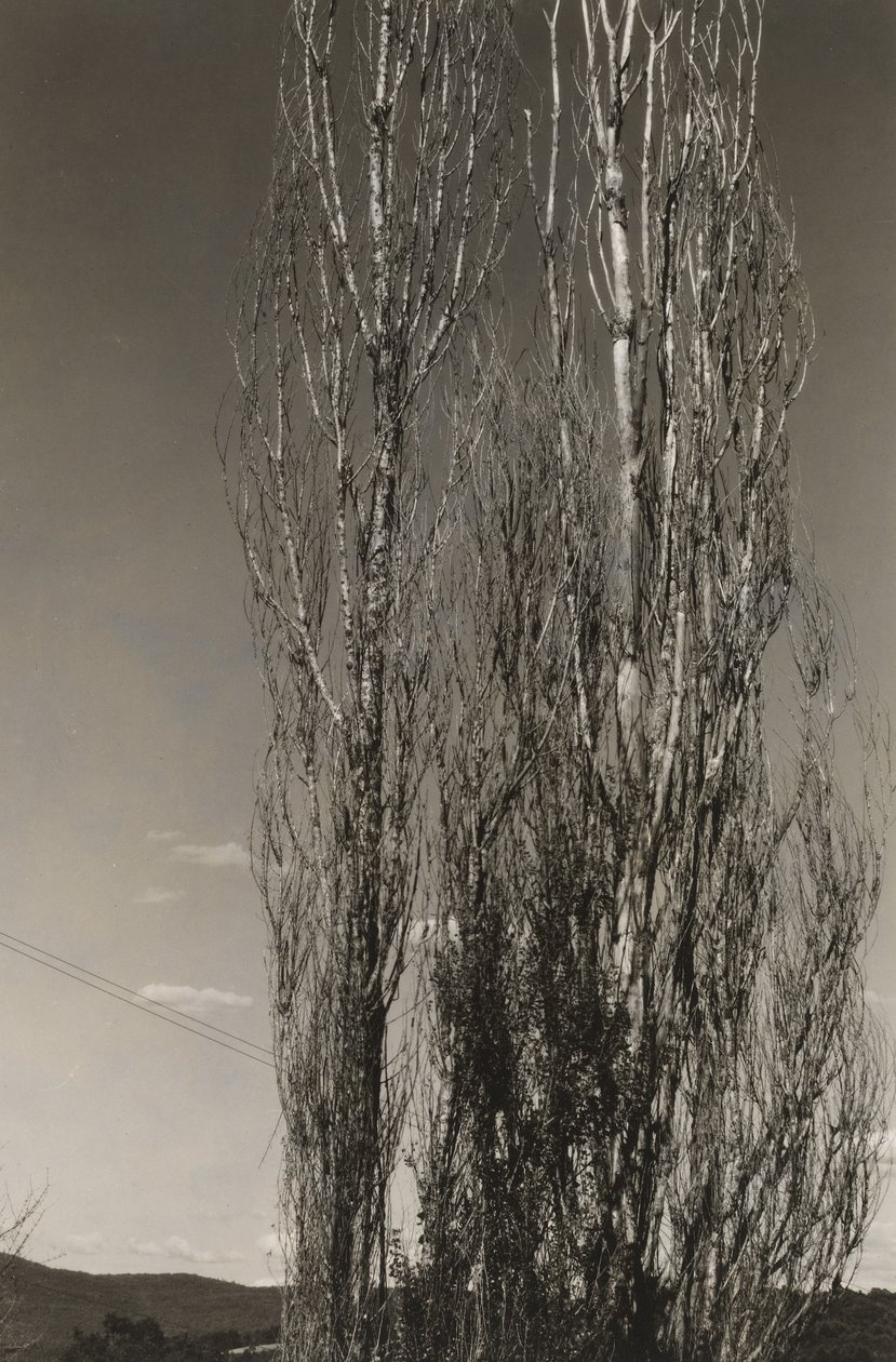 Twee populieren, Lake George (recto) door Alfred Stieglitz