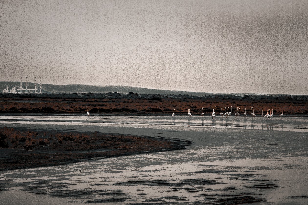 Congregatie, uit de serie Camargue Flamingo