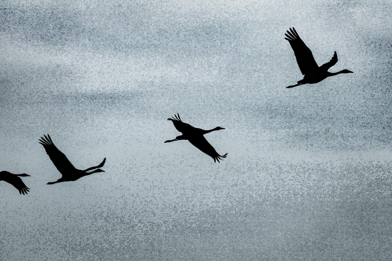 Wing on Wing, uit de serie Over Hula, 2016 (foto) door Alice Gur Arie