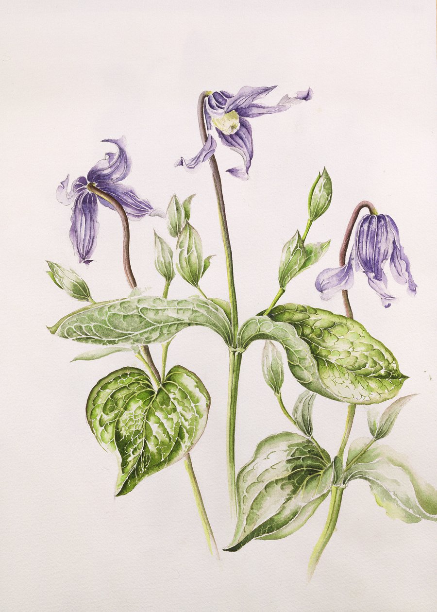 Clematis Integrifolia door Alison Cooper