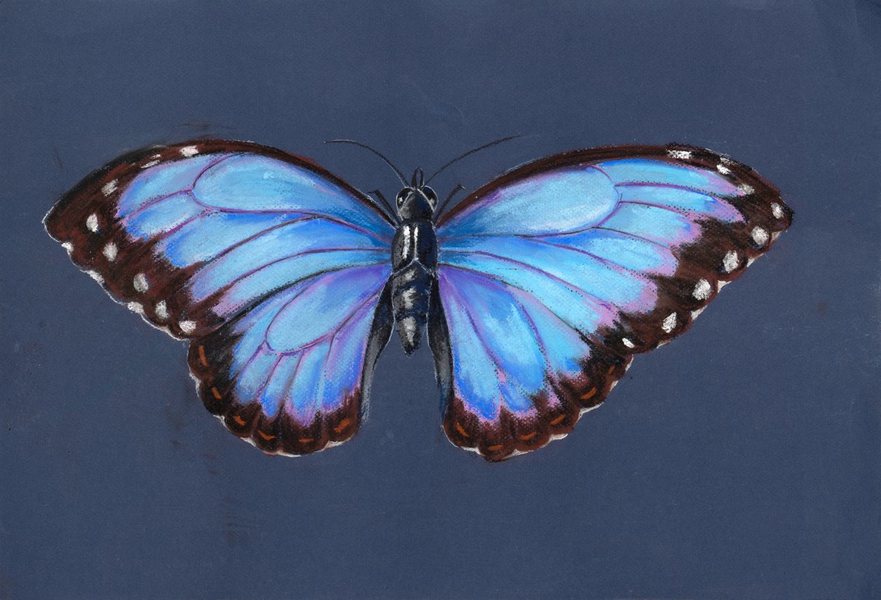 Blauwe Morpho Vlinder, 2019 door Alison Cooper