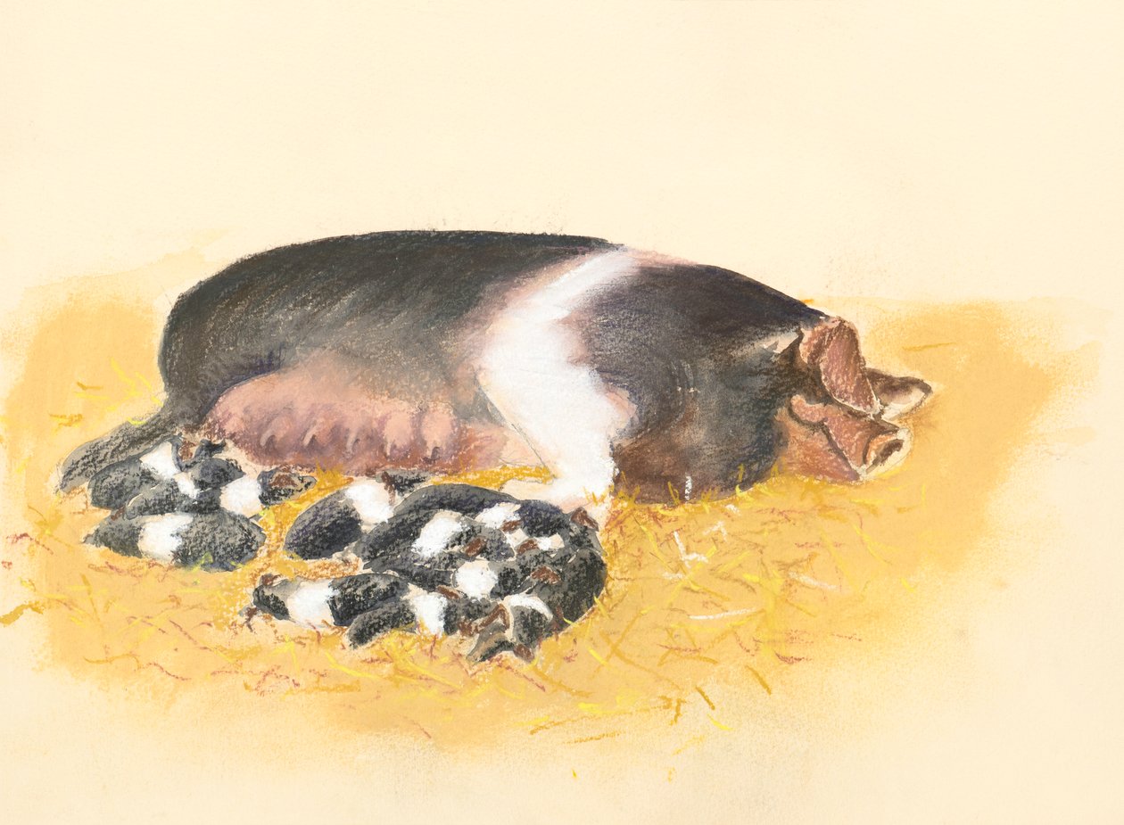 Zadelrugzeug en biggen, 2019 door Alison Cooper